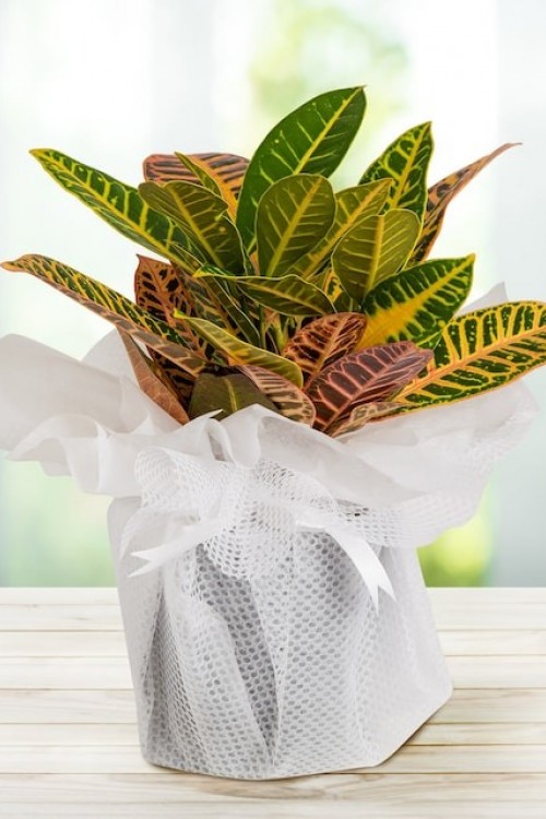 Kraton Bitkisi Kraton Bitkisi