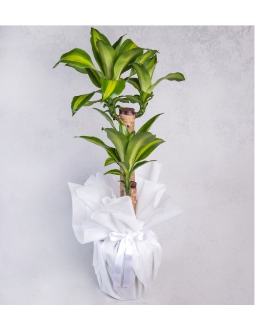 İkili Dracena Massengena