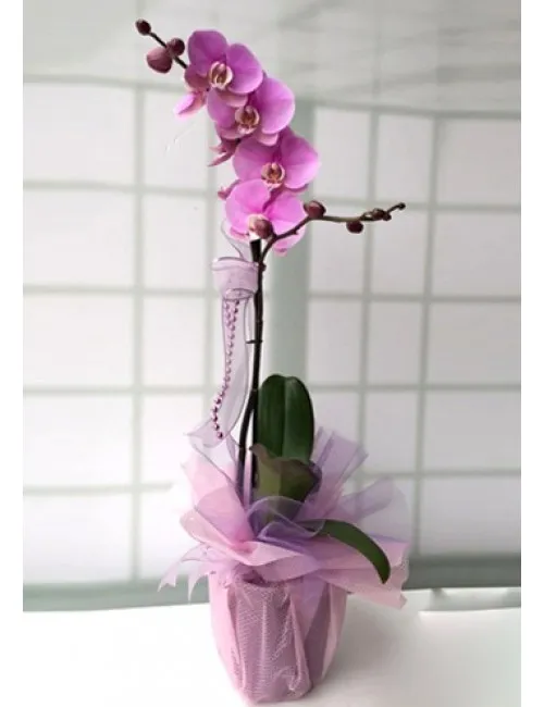 Mor Orkide tekli