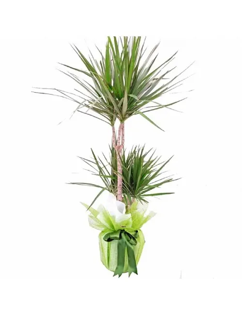 İkili Dracena Marginata
